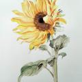 tournesol